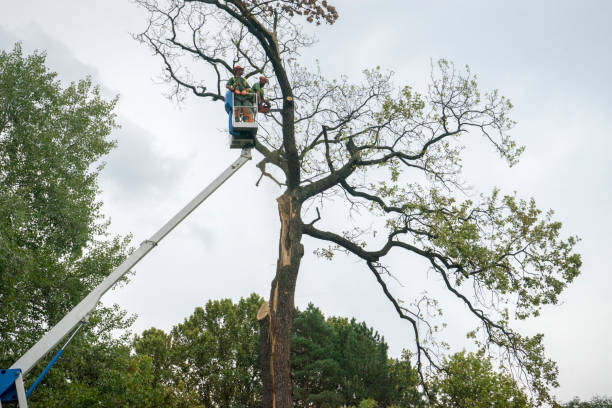 Best Tree Risk Assessment  in Grant, MI